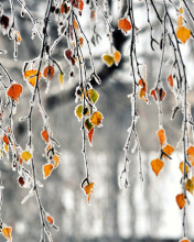 Обои Autumn leaves in frost 176x220