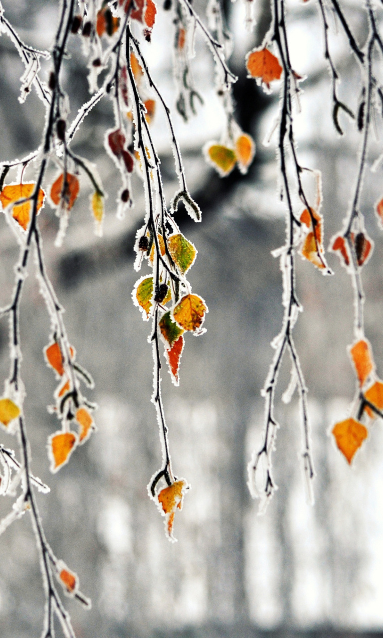 Autumn leaves in frost wallpaper 768x1280