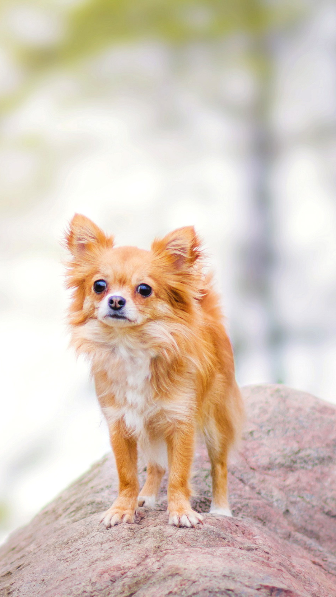 Fondo de pantalla Pomeranian Puppy Spitz Dog 1080x1920