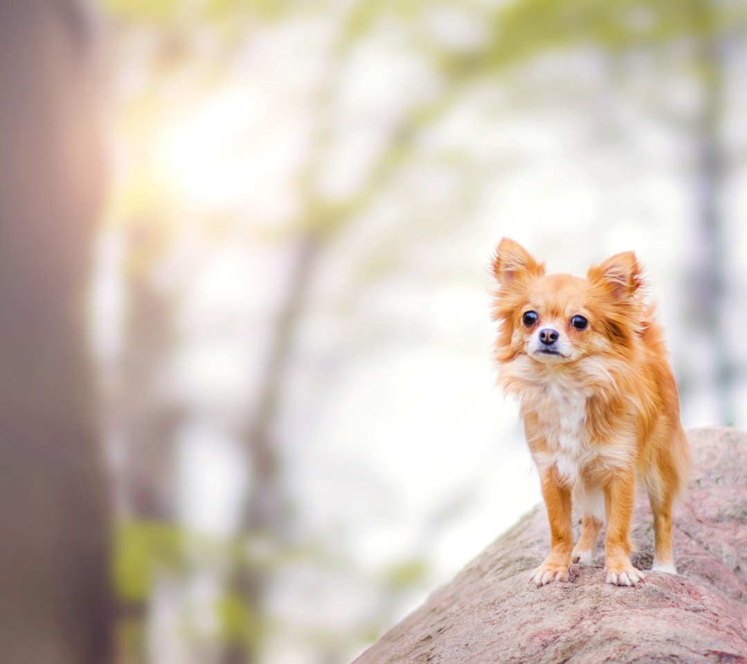 Das Pomeranian Puppy Spitz Dog Wallpaper 1080x960