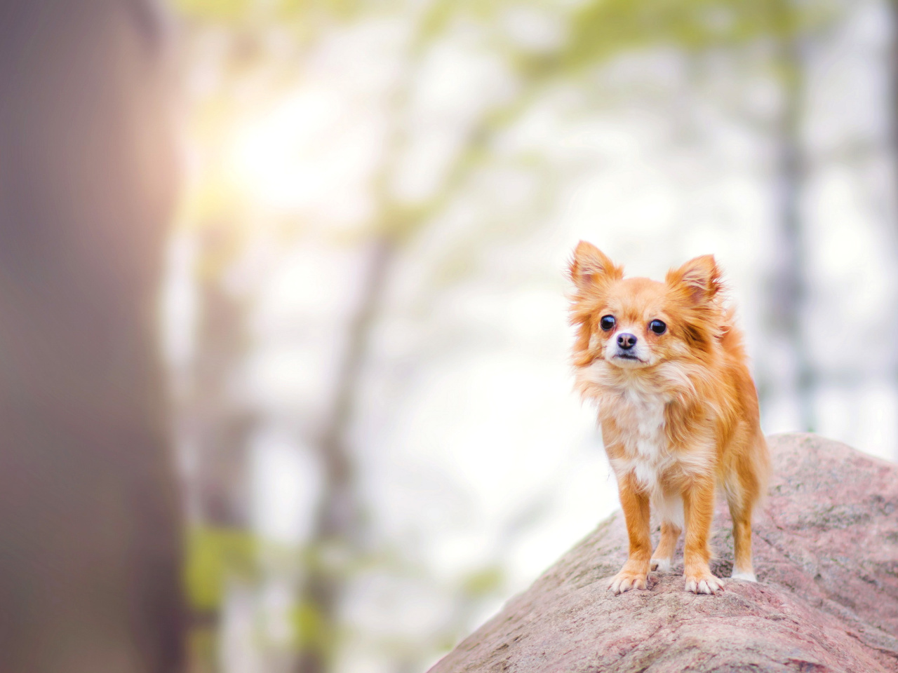 Fondo de pantalla Pomeranian Puppy Spitz Dog 1280x960