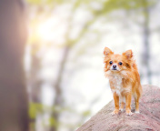 Fondo de pantalla Pomeranian Puppy Spitz Dog 176x144