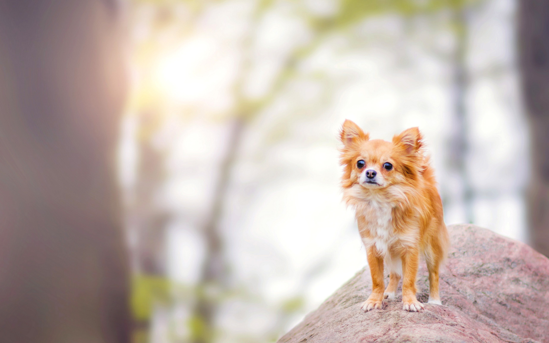 Pomeranian Puppy Spitz Dog wallpaper 1920x1200