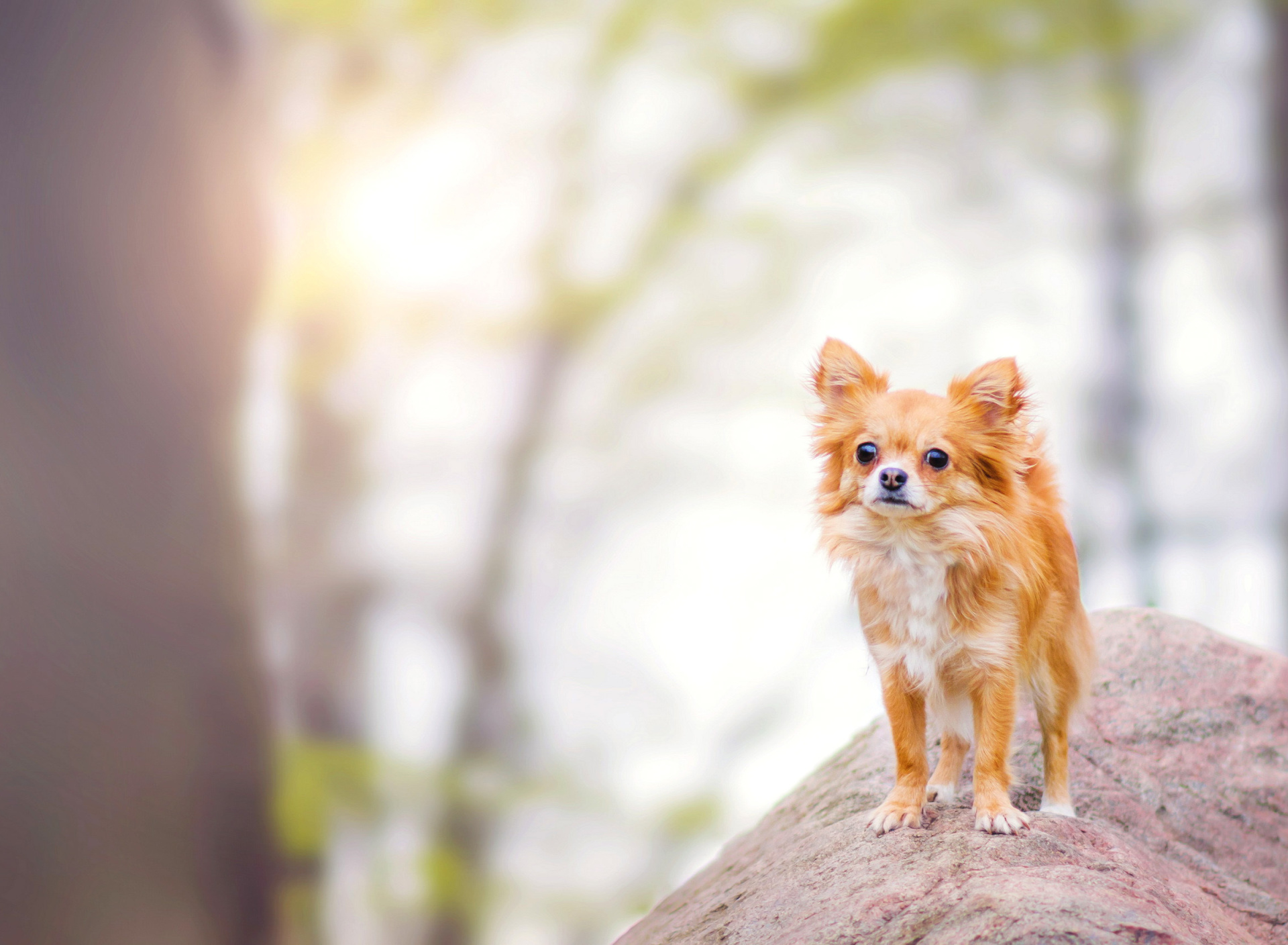 Pomeranian Puppy Spitz Dog screenshot #1 1920x1408