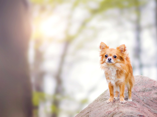 Pomeranian Puppy Spitz Dog screenshot #1 640x480