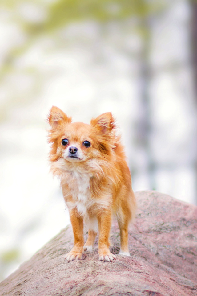 Fondo de pantalla Pomeranian Puppy Spitz Dog 640x960
