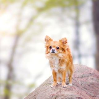 Kostenloses Pomeranian Puppy Spitz Dog Wallpaper für iPad Air