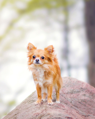 Pomeranian Puppy Spitz Dog papel de parede para celular para Nokia Asha 310