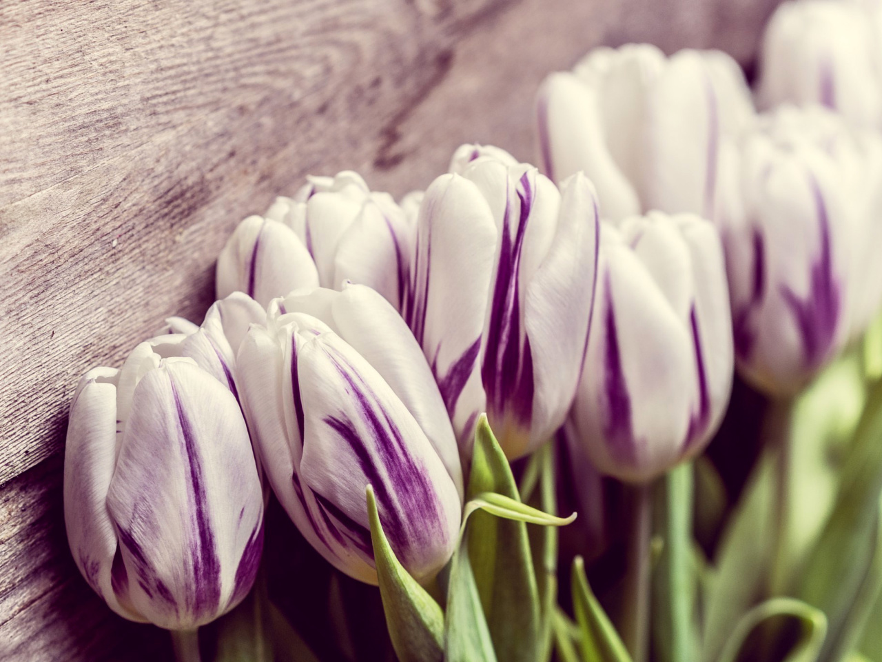 Fondo de pantalla Purple Tulips 1280x960