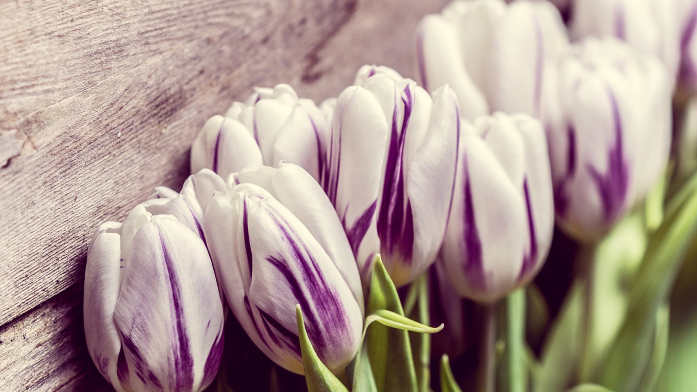 Sfondi Purple Tulips 1366x768