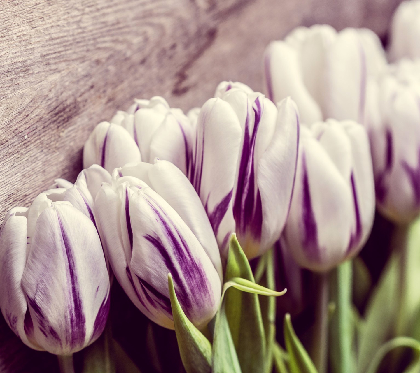 Fondo de pantalla Purple Tulips 1440x1280