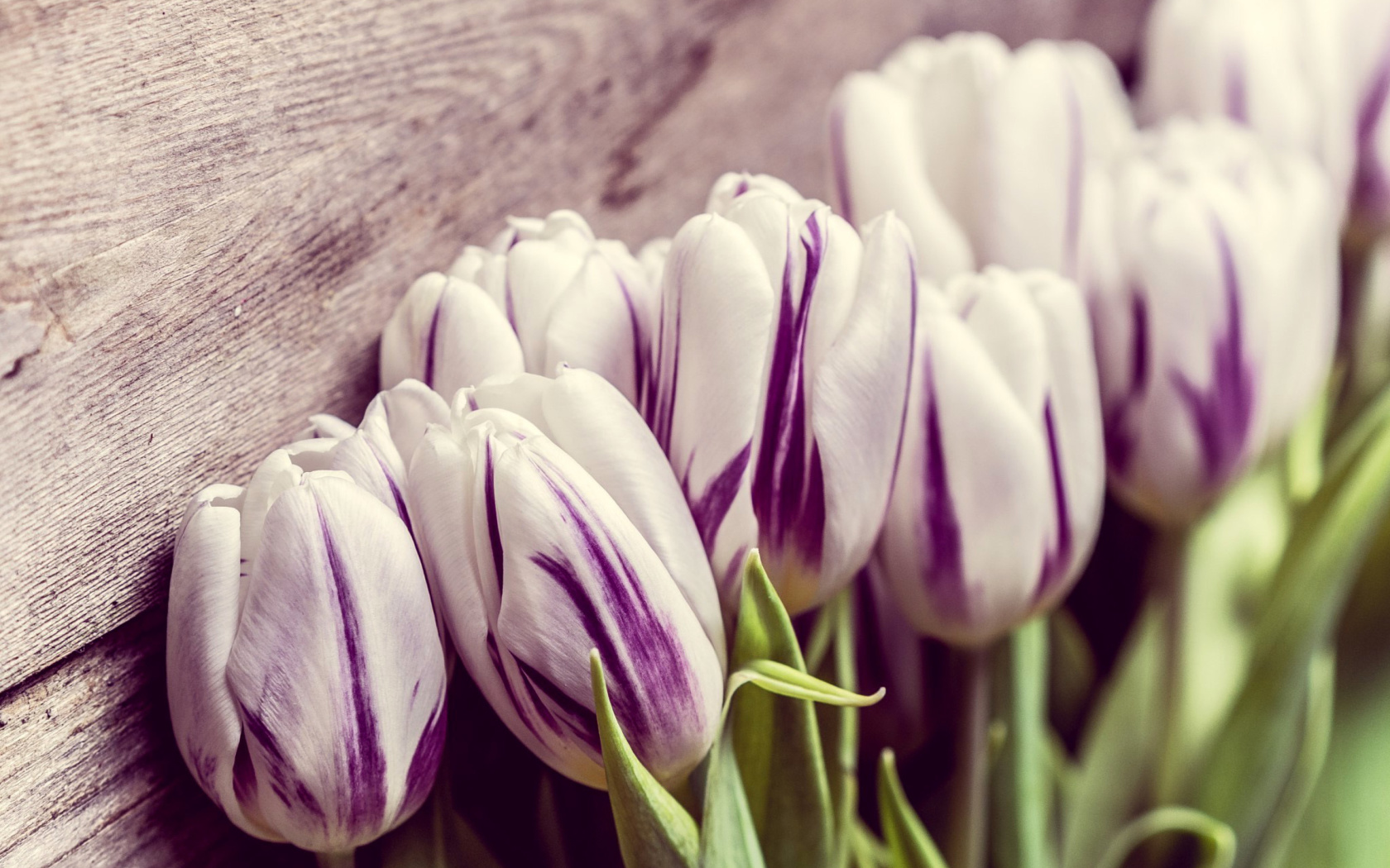 Fondo de pantalla Purple Tulips 1680x1050