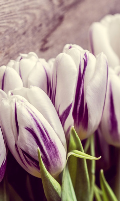 Purple Tulips screenshot #1 240x400