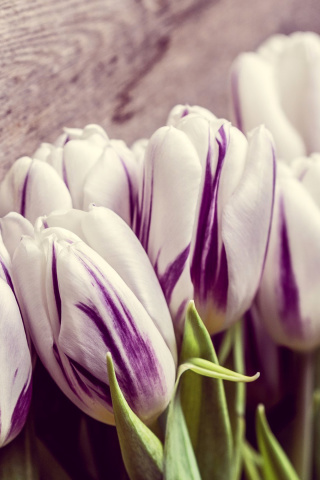 Fondo de pantalla Purple Tulips 320x480