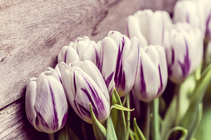 Fondo de pantalla Purple Tulips