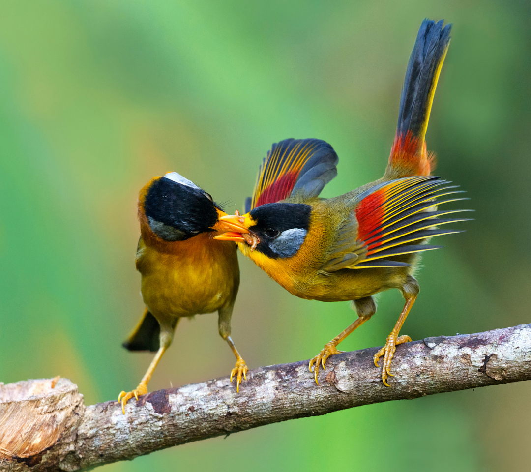 Silver Eared Mesia wallpaper 1080x960