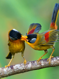 Silver Eared Mesia wallpaper 240x320