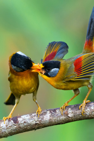 Silver Eared Mesia wallpaper 320x480