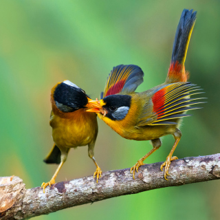 Silver Eared Mesia - Obrázkek zdarma pro 128x128