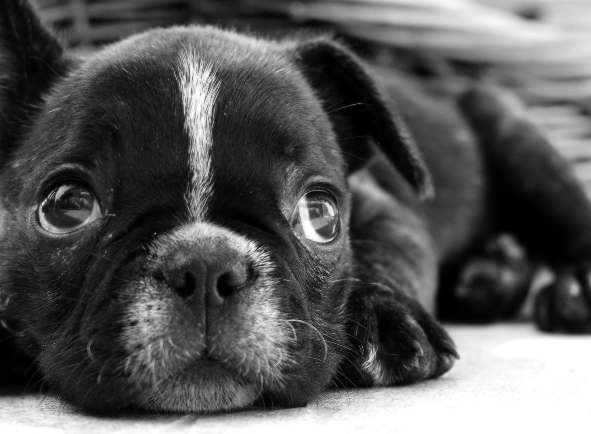 Sfondi Black Pug 1920x1408