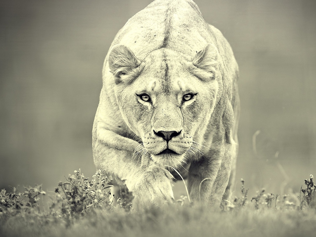 Das Lion Hunting Wallpaper 1024x768