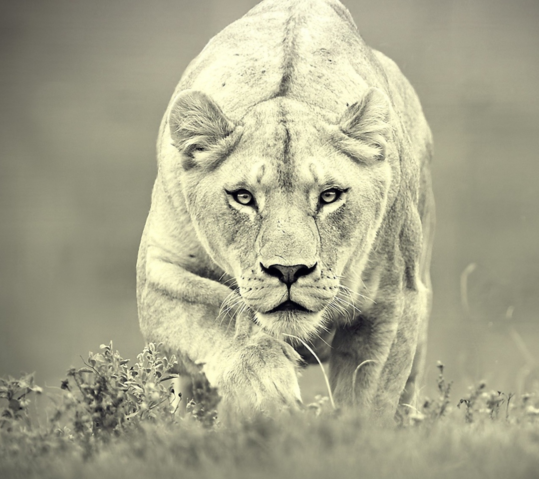 Das Lion Hunting Wallpaper 1080x960