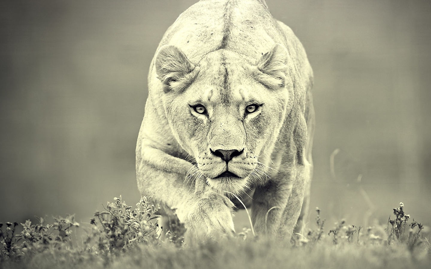 Sfondi Lion Hunting 1440x900