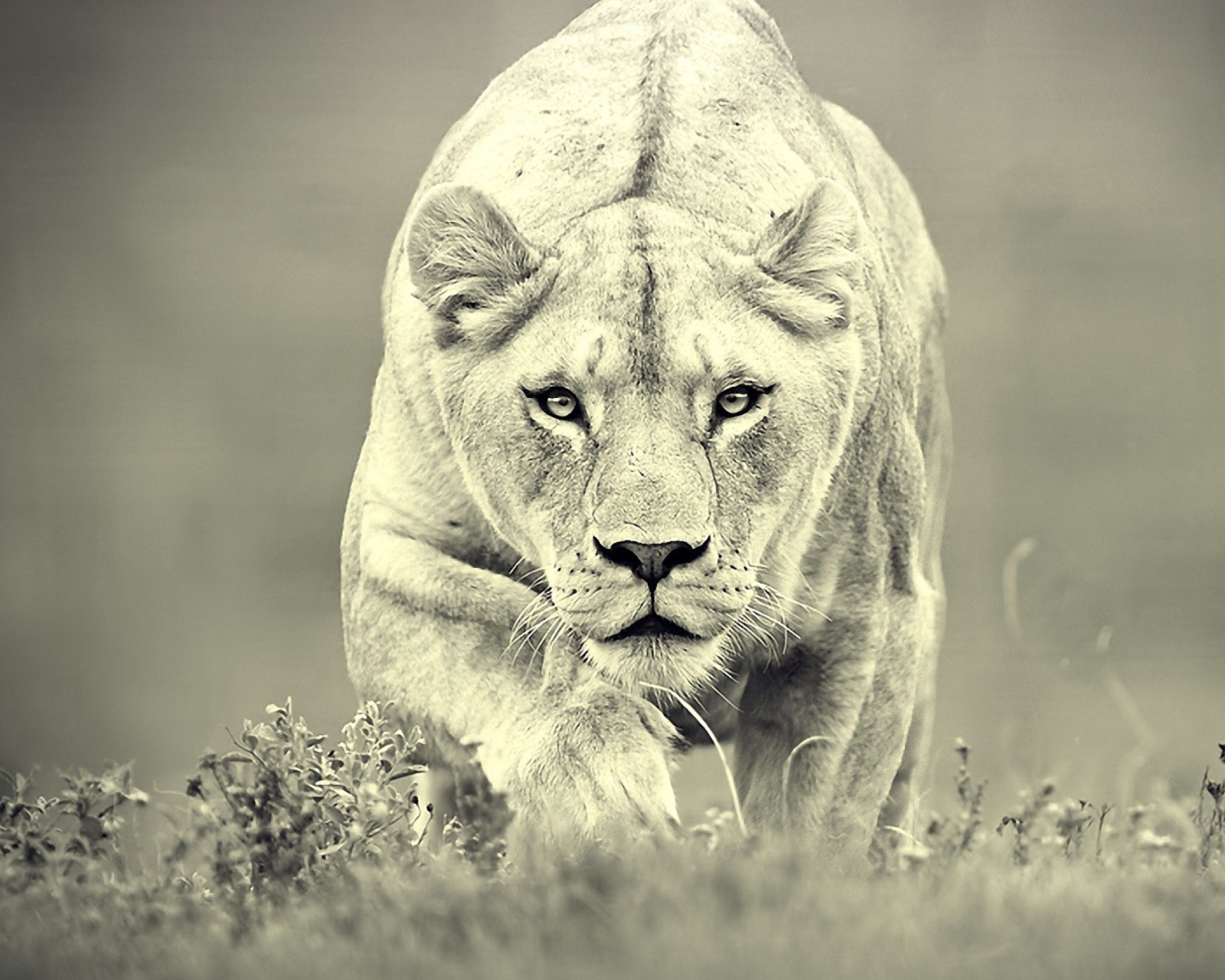 Lion Hunting wallpaper 1600x1280