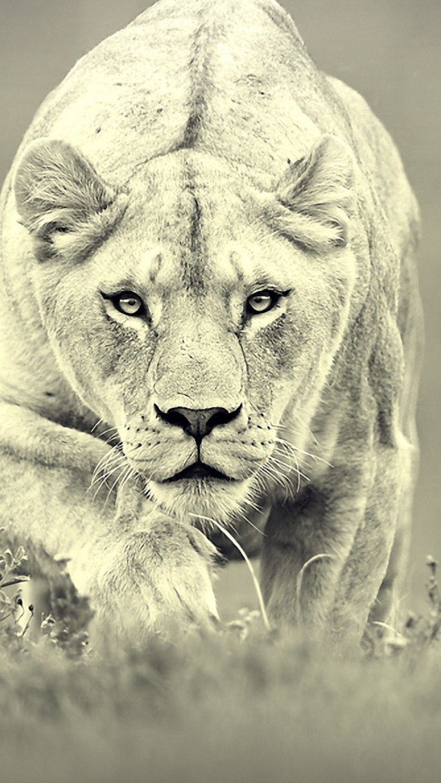 Das Lion Hunting Wallpaper 640x1136
