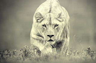 Lion Hunting Picture for Android, iPhone and iPad