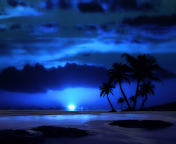 Das Palm Trees At Night Wallpaper 176x144