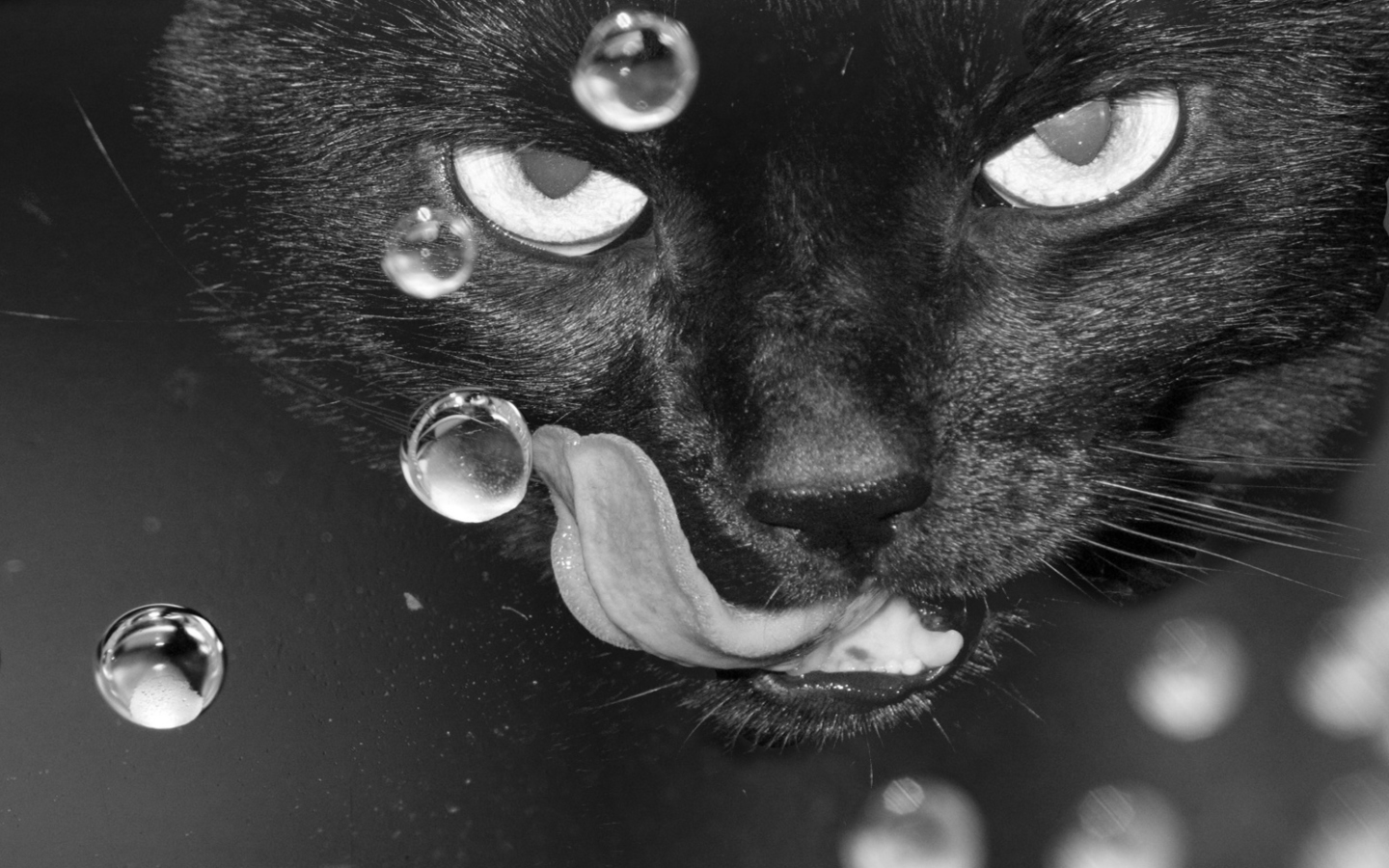 Das Cat's Tongue Wallpaper 1440x900