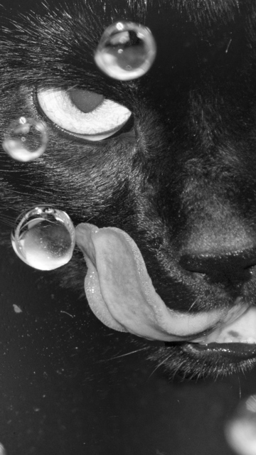 Das Cat's Tongue Wallpaper 360x640