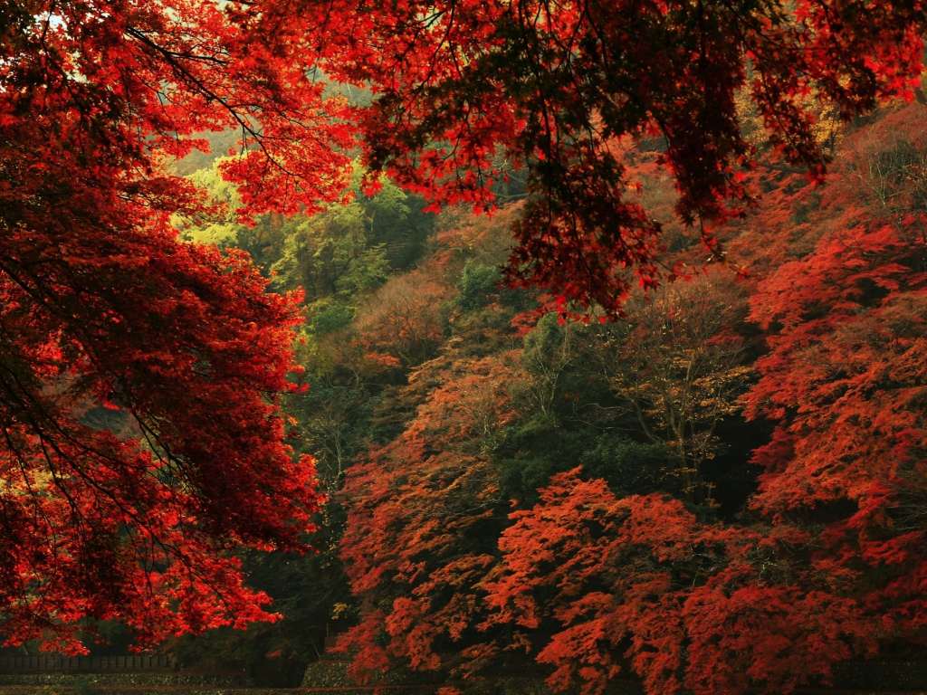 Autumn Forest wallpaper 1024x768