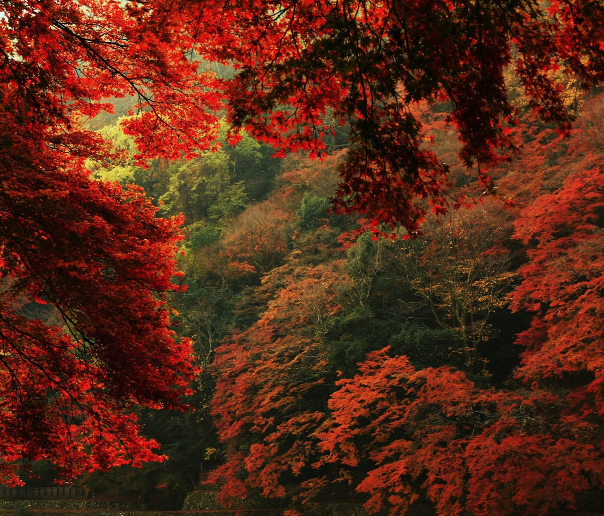 Autumn Forest wallpaper 1200x1024