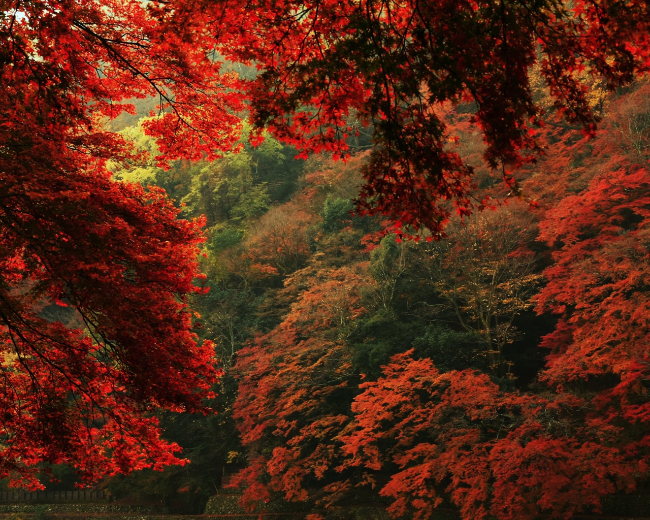 Das Autumn Forest Wallpaper 1280x1024