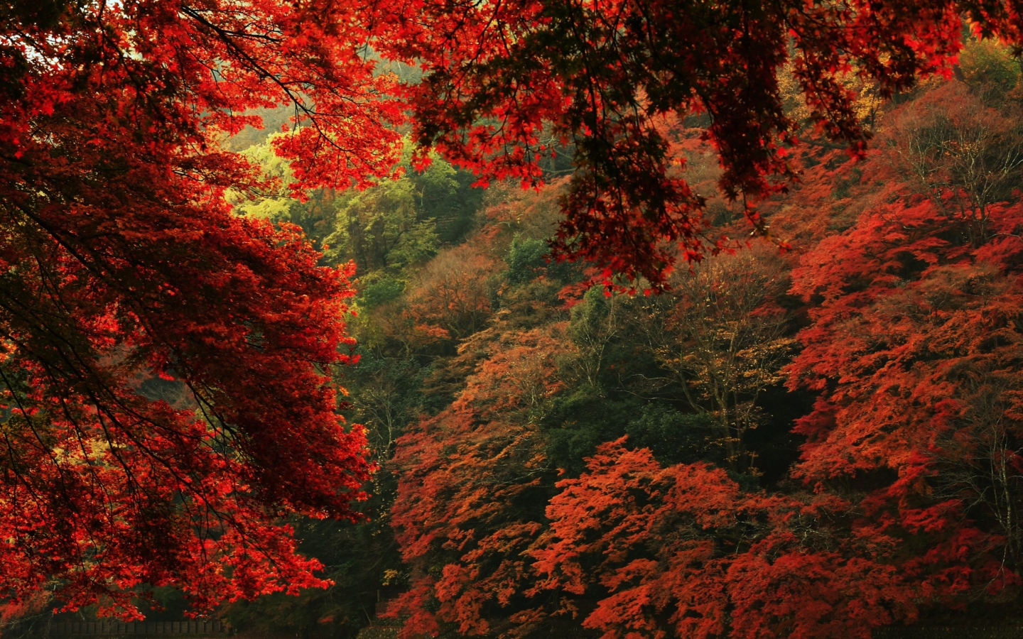 Screenshot №1 pro téma Autumn Forest 1440x900