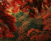 Autumn Forest wallpaper 176x144