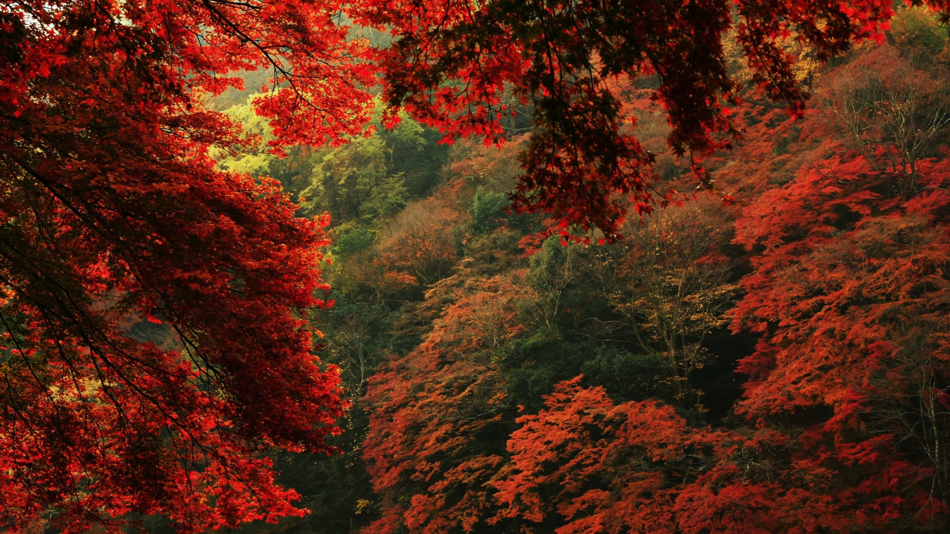 Das Autumn Forest Wallpaper 1920x1080