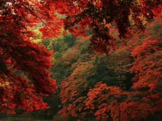 Das Autumn Forest Wallpaper 320x240