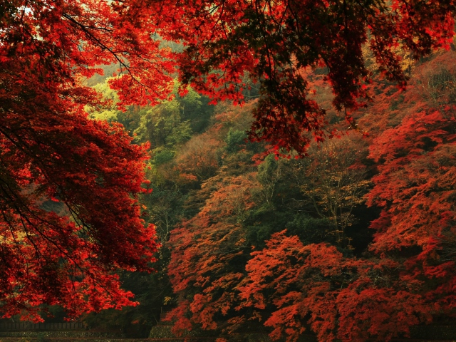 Обои Autumn Forest 640x480