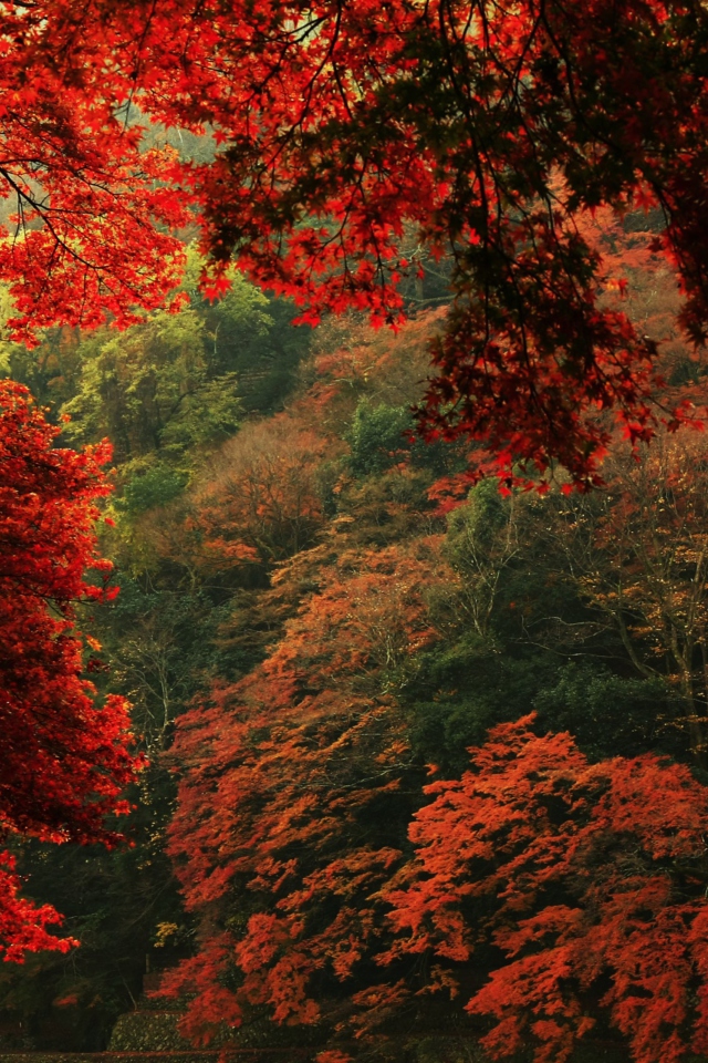 Sfondi Autumn Forest 640x960