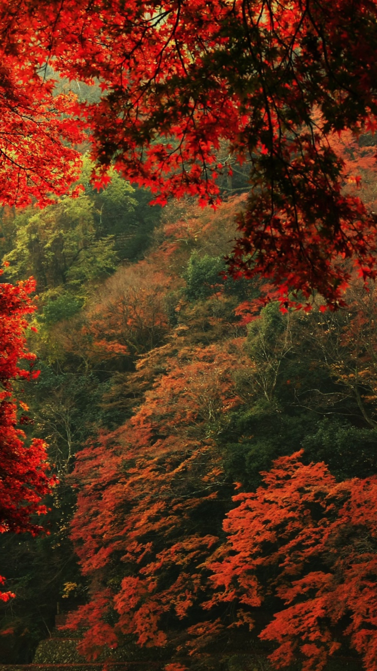 Autumn Forest wallpaper 750x1334