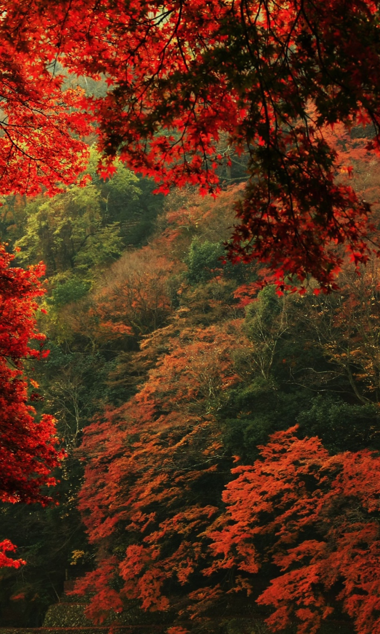 Autumn Forest wallpaper 768x1280