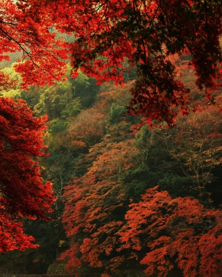 Kostenloses Autumn Forest Wallpaper für 240x320