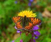 Fondo de pantalla Spring Butterfly Macro 176x144