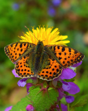 Fondo de pantalla Spring Butterfly Macro 176x220