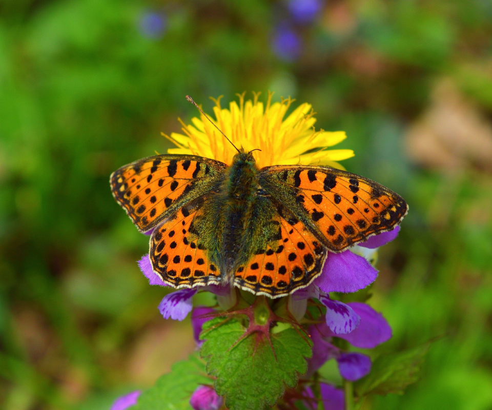Screenshot №1 pro téma Spring Butterfly Macro 960x800