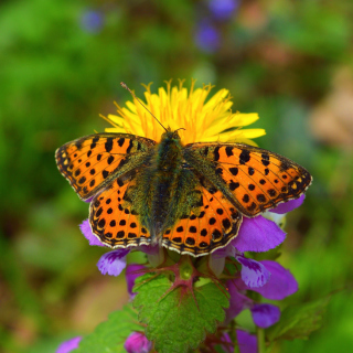 Spring Butterfly Macro - Obrázkek zdarma pro iPad mini