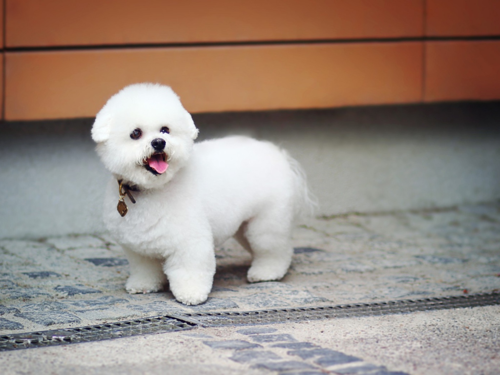 White Plush Puppy wallpaper 1024x768